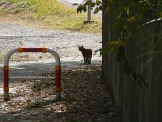 後姿ネコ