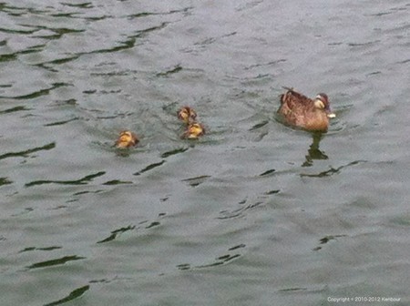 Blog_20120714_Karugamo_01
