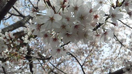 恩田川の桜１