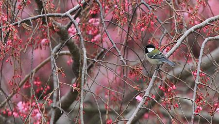ｼｼﾞｭｳｶﾗ