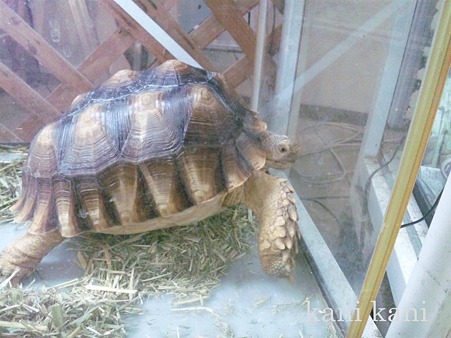ペッツワン