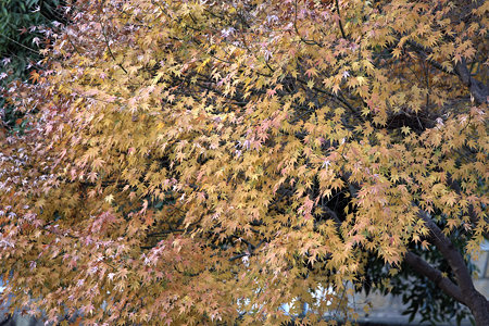 2009.12.05　和泉川　紅葉