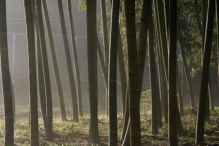 2009.12.06　和泉川　竹林
