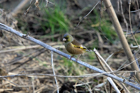 2010.01.23　和泉川　カワヒラ