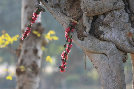 2010.02.01　カジュラーホー　ラクシュマナ寺院　献花