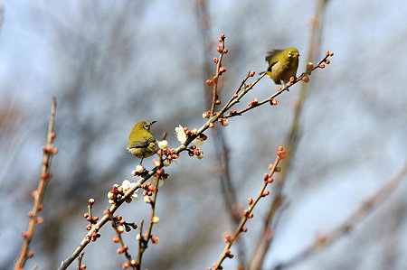 2010.02.24 追分市民の森 梅にメジロ×2