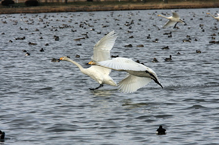 2010.02.27　越後　瓢湖　白鳥　着水