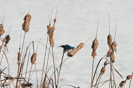 2011.02.15　和泉川　カワセミ　飛翔