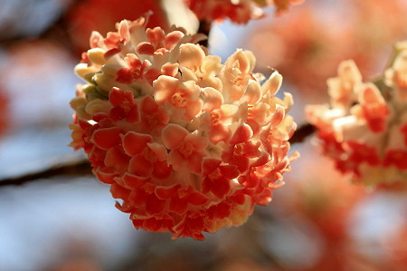 2011.04.06　入生田　長興山紹太寺　アカバナミツマタ　1