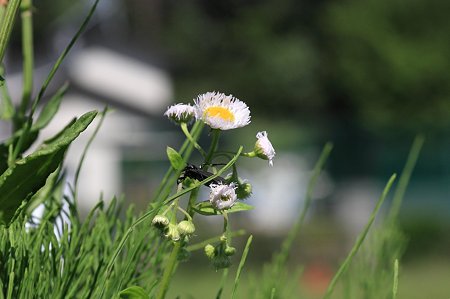 2011.04.28　和泉川　ハルジオンにしがみつくルリチュウレンジ　強風
