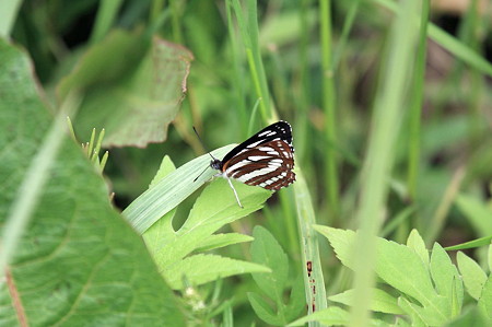 2011.05.03　和泉川　コミスジ