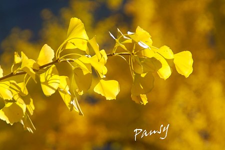 yellow~♪