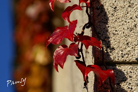 真っ赤な ivy・・