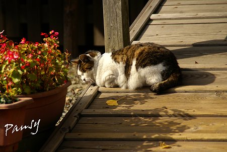 観音様が見守る陽だまり・・弘明寺の猫さん・・