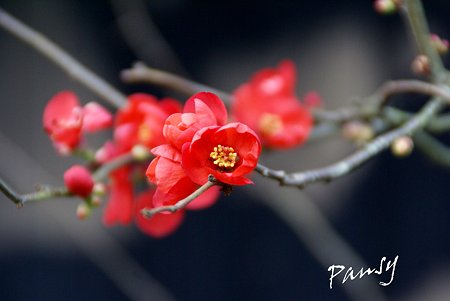 紅い木瓜の花・・