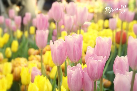 Winter Tulips..9
