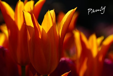 Winter Tulips..10