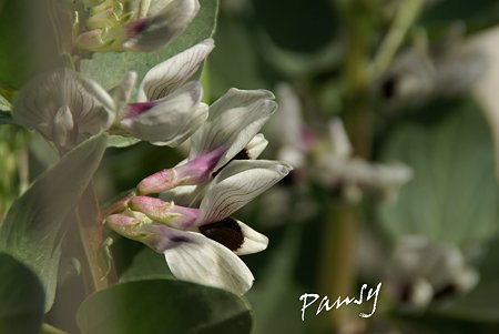 冬の畑で・・ソラマメの花。。
