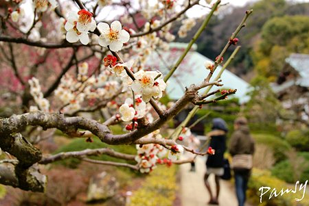 梅見月の浄妙寺・・1