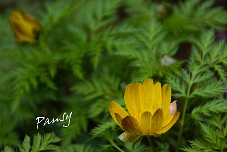 福寿草・・梅の花びら飾りと・・