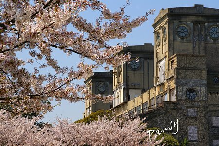 桜景色・・9