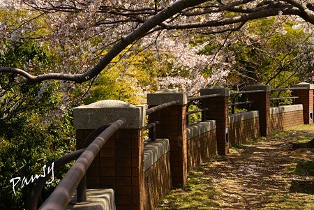 桜景色・・10