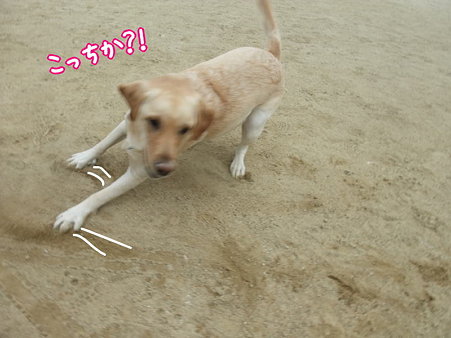 フェイント