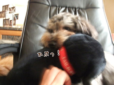 かぷ