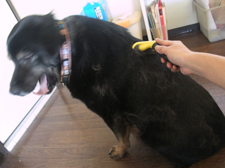 毛狩、開始!