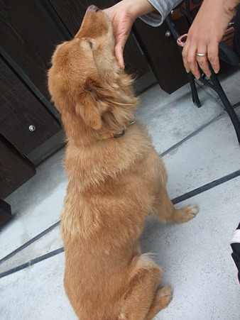 中型犬です