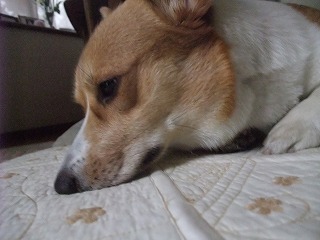 2009_1210今日は雨0010