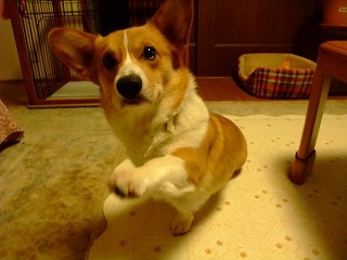 2009_12240003