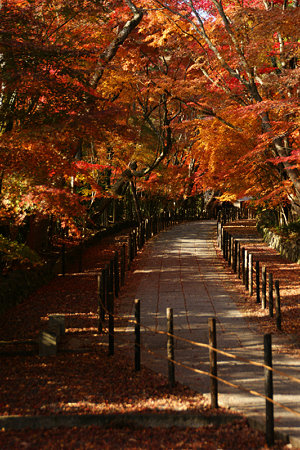 紅葉の参道を歩く!(091130)