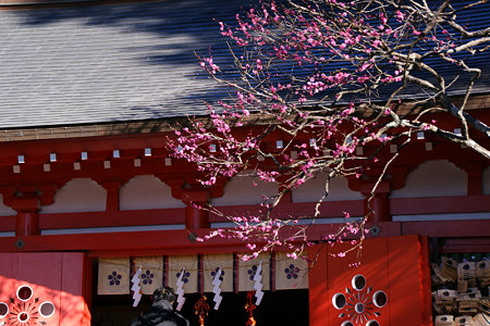 紅梅彩る、荏柄天神社!(100124)