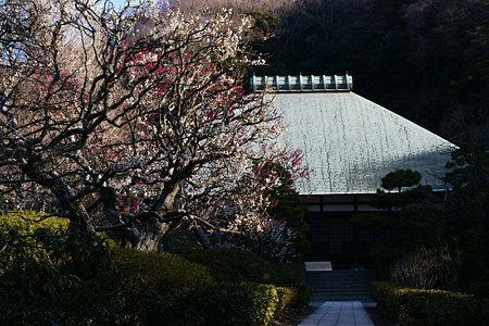 紅白梅浄妙寺100206-113