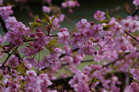河津桜咲きました!(100214)
