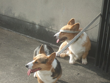 DSCF4495