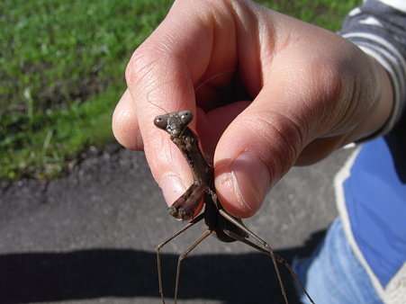 ２６．カマキリや…