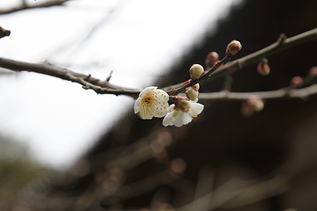 秋篠寺 - 07