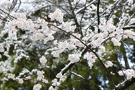 信濃比叡の桜 - 03