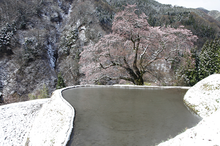駒つなぎの桜 - 03