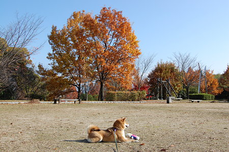 2009_11300019