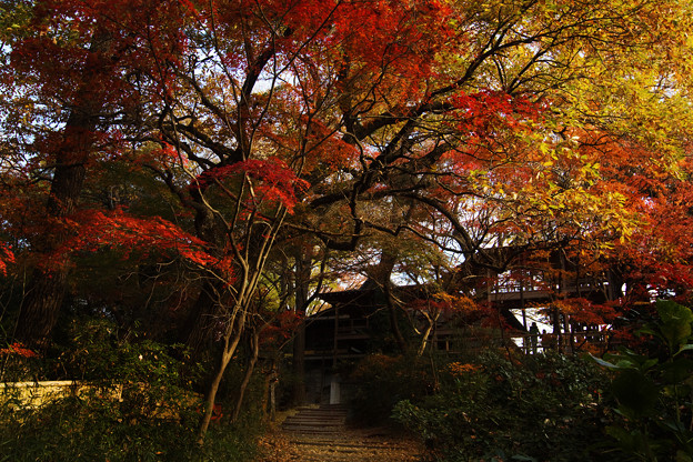 紅い森