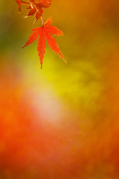 色々な秋