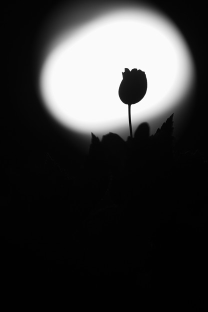 一輪の花
