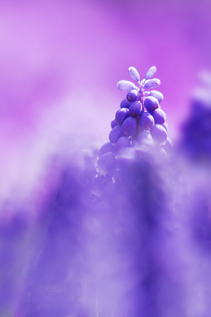 ムスカリの森