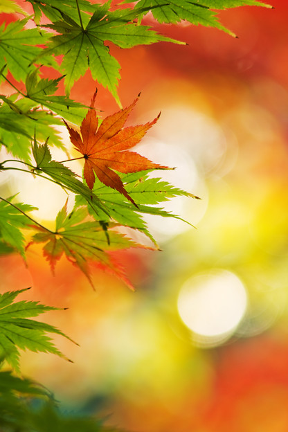 紅葉の森