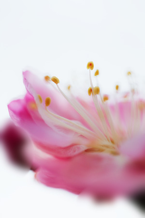 花で踊る