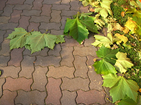 プラタナスの落ち葉
