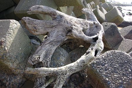 流木